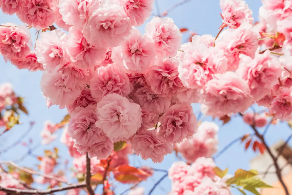 10 x the best places to see cherry blossoms in Fukuoka
