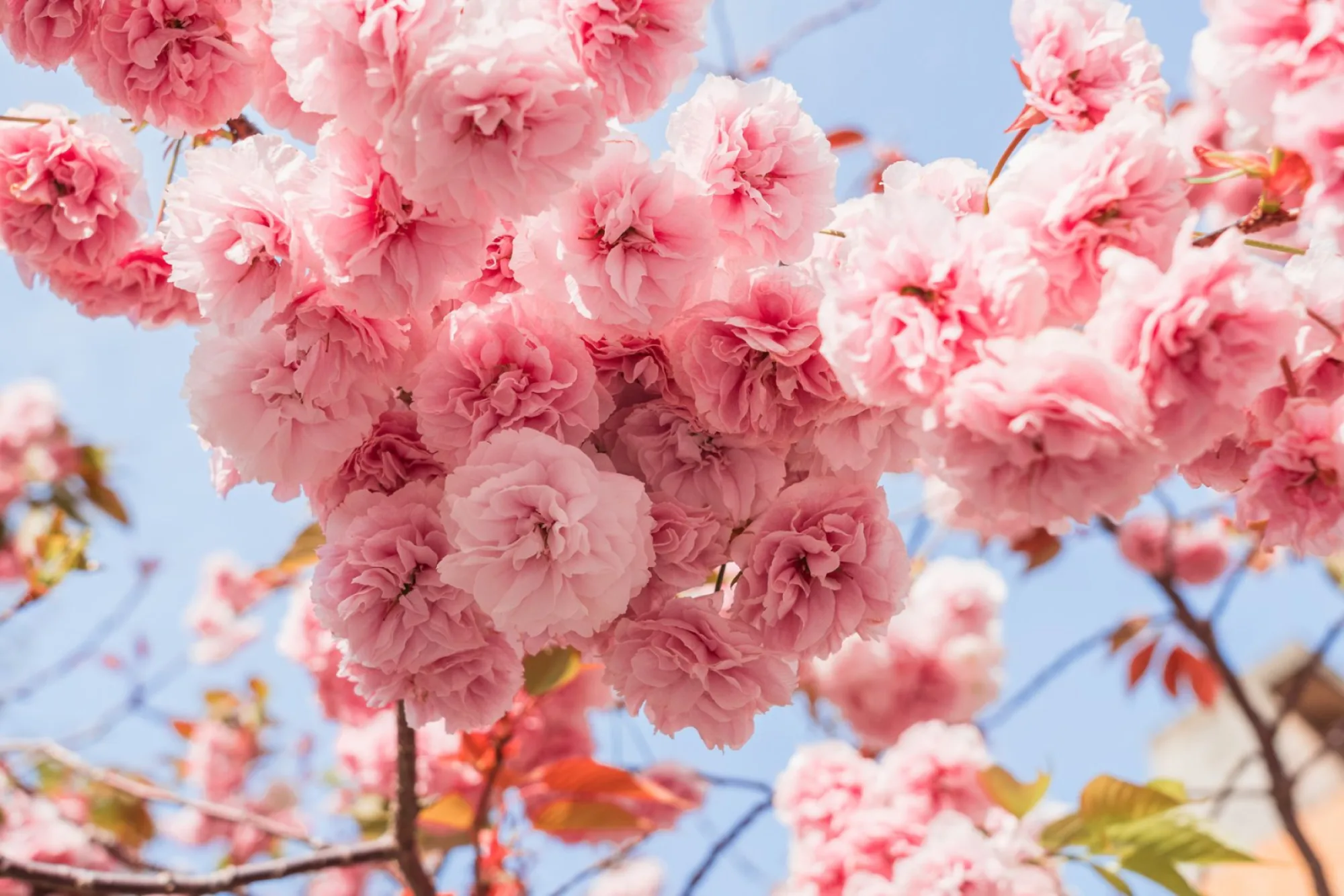 10 x the best places to see cherry blossoms in Fukuoka