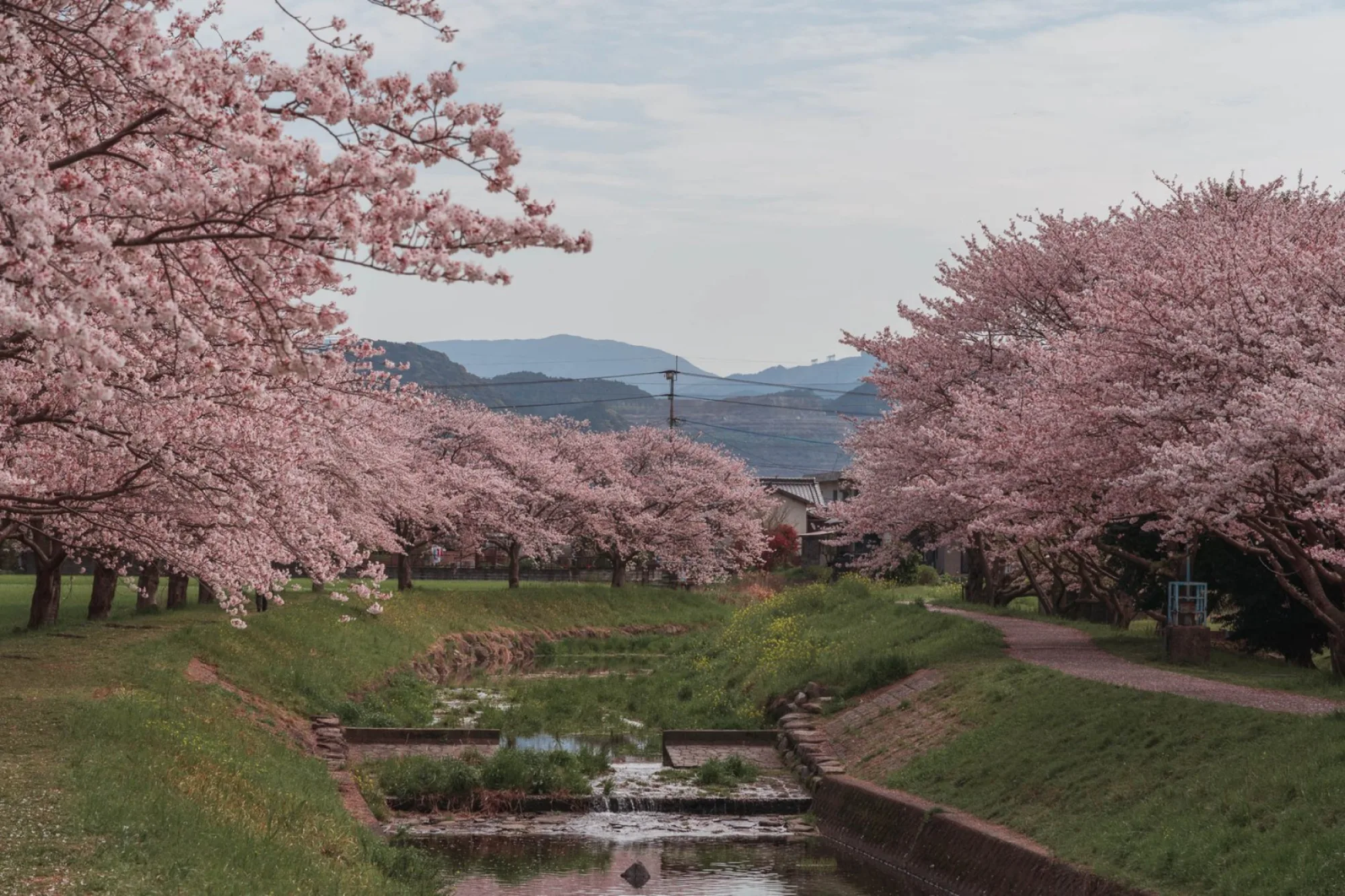 Chikuzen: A hidden gem to see beautiful cherry blossoms in Japan
