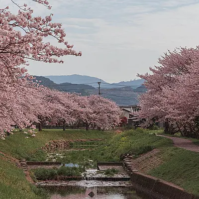 Chikuzen: A hidden gem to see beautiful cherry blossoms in Japan