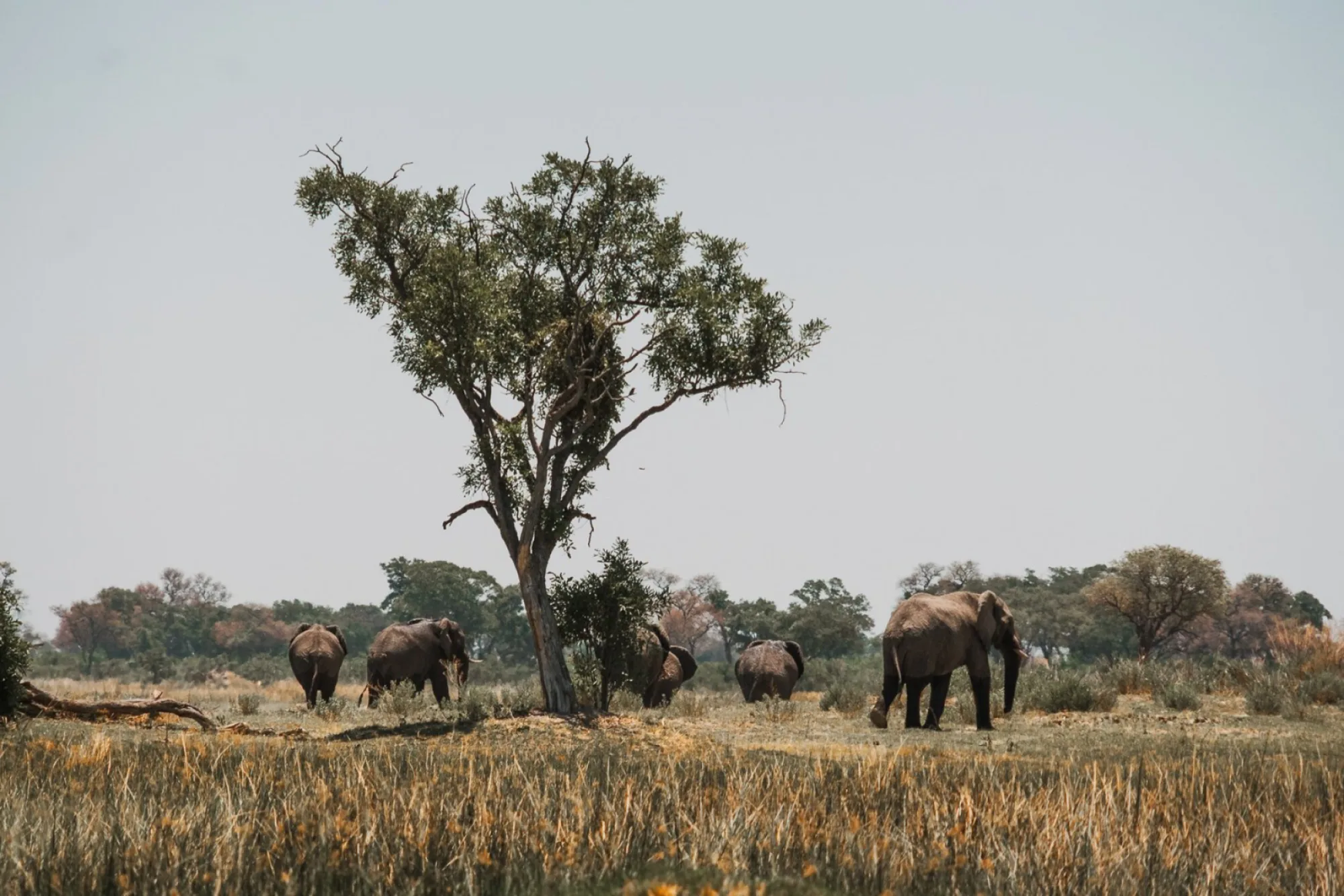 Visual scouting guide for The 6 best things to do in Botswana in Botswana