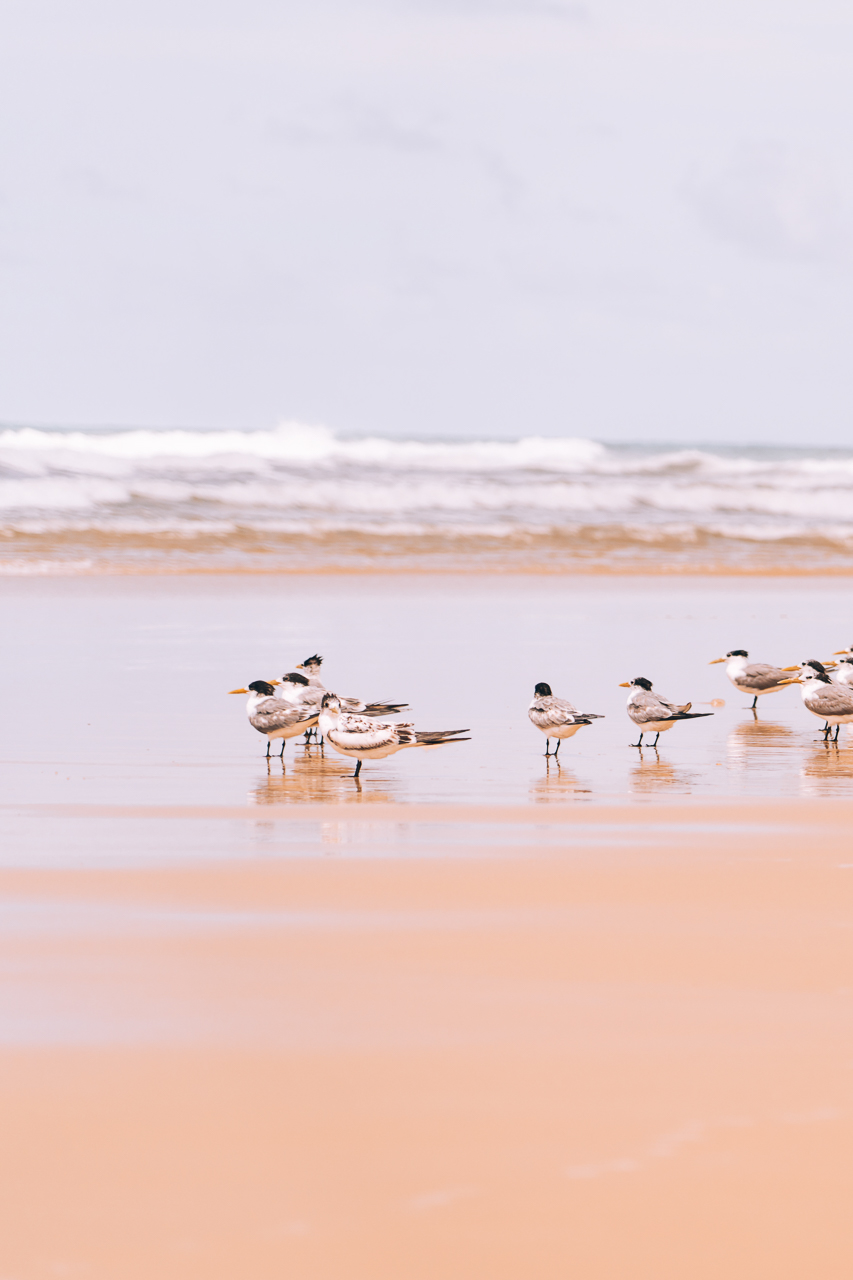 4WD on Fraser Island: The perfect adventure in 3 days - birds on the beach