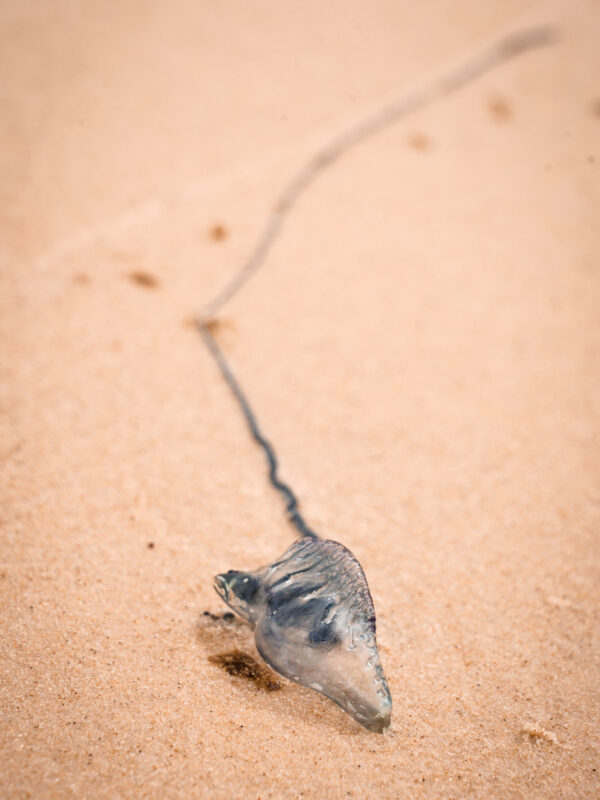 War-o-man jellyfish - Fraser Island