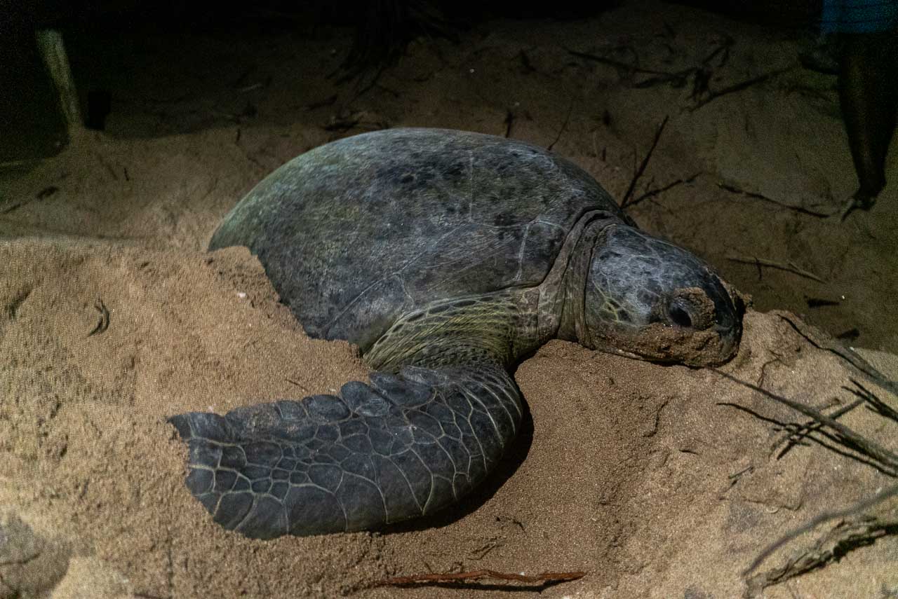 Things to do in Sri Lanka - Turtles nestling in Rewalla Beach
