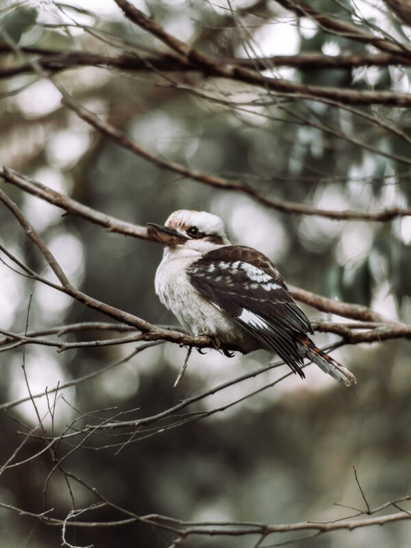 Great Otway NP - Kookabarru bird27- BLOGPOST