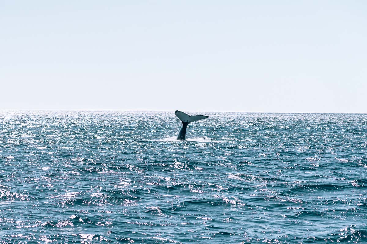 Exmouth - Humpback Whale Tour Ningaloo Discovery22- BLOGPOST