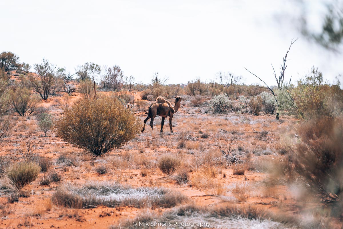 Camel on the road in Uluru10- BLOGPOST