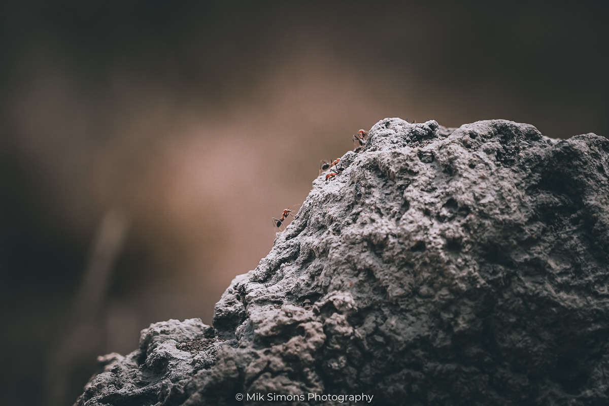 Termite Mounds Litchfield NP- BLOGPOST