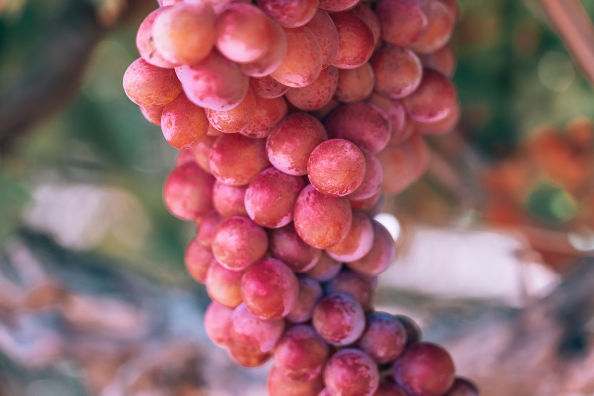 Carnarvon - Red Grapes10- BLOGPOST