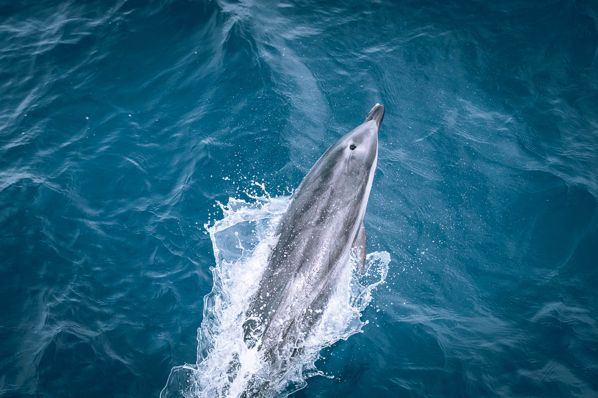 Whale Watch Australia136- BLOGPOST