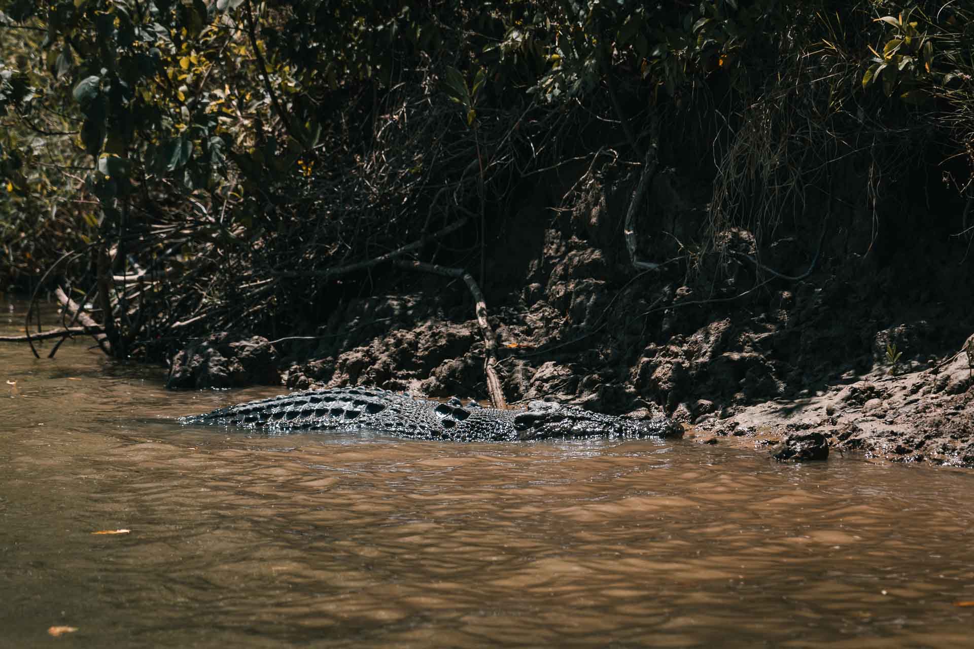 Daintree NP - Solar Whisper Wildlife and Crocodile Cruises on the Daintree river64- BLOGPOST HQ