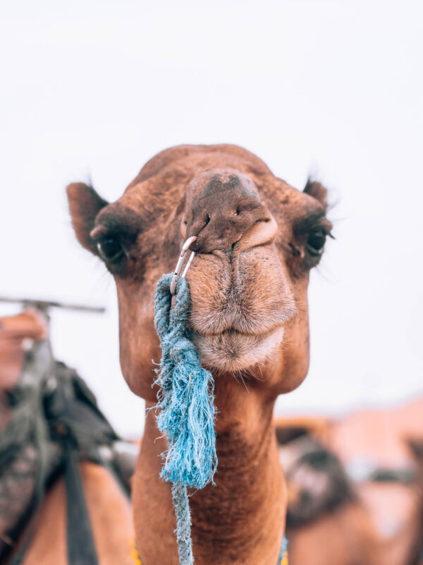 Sahara Desert Luxury Camp - Camel Ride54- BLOGPOST HQ