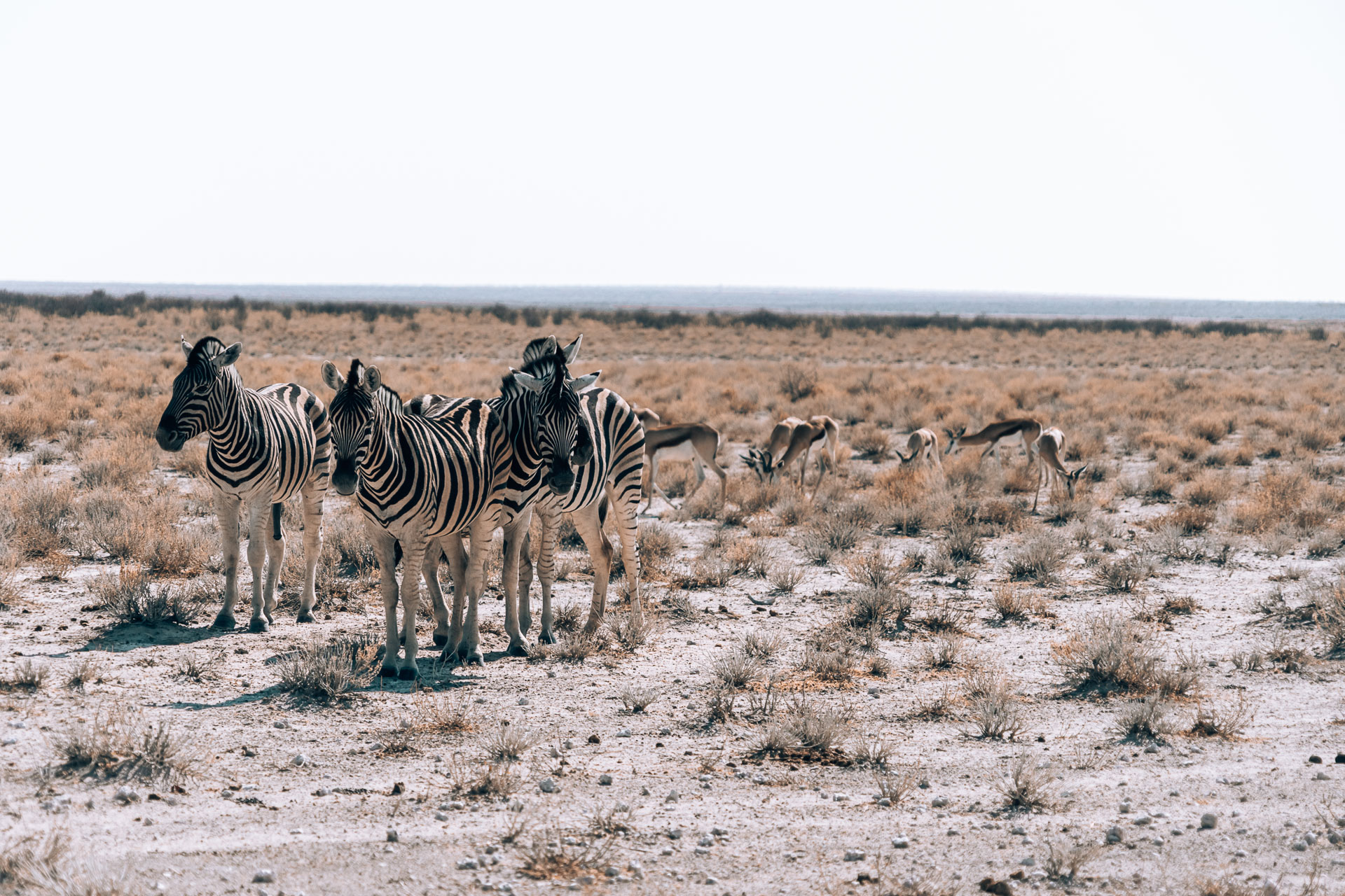 Namibia Blogpost - Etosha National Park