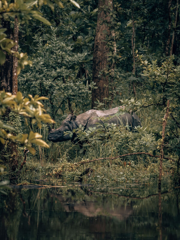 Nepal - Chitwan - Chitwan National Park39- BLOGPOST HQ-2 Nepal - Chitwan - Chitwan National Park39- BLOGPOST HQ-2