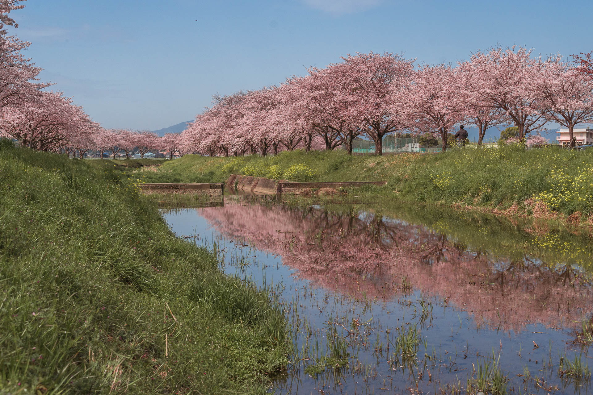 Chikuzen: A hidden gem to see beautiful cherry blossoms in Japan