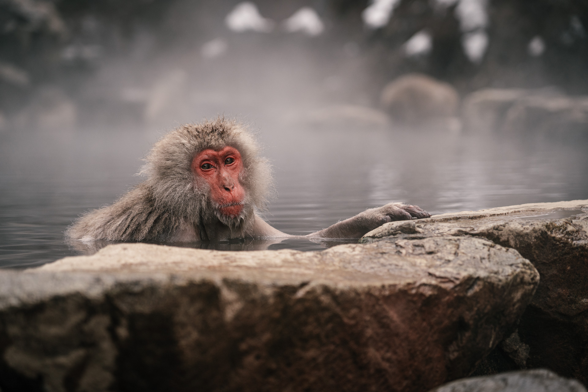 Jigokudani monkey park: the most famous hot spring with monkeys in Japan